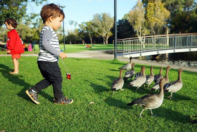 boy chasing ducks